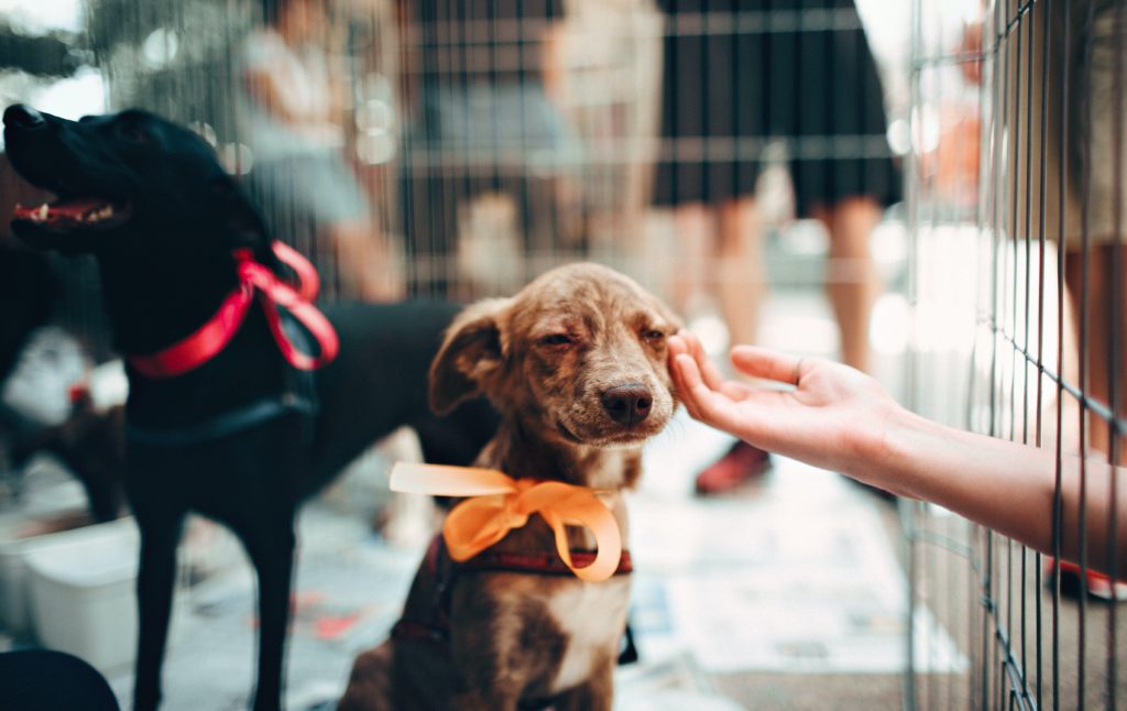 3 enkla tips till nya hundägare