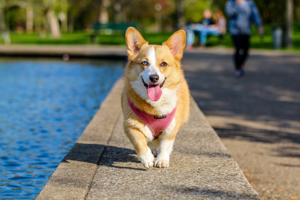 Att skaffa hund om man tycker om att resa